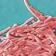 Image for article titled We're All Gonna Die: The Infectious Pandemics of Summer 2012